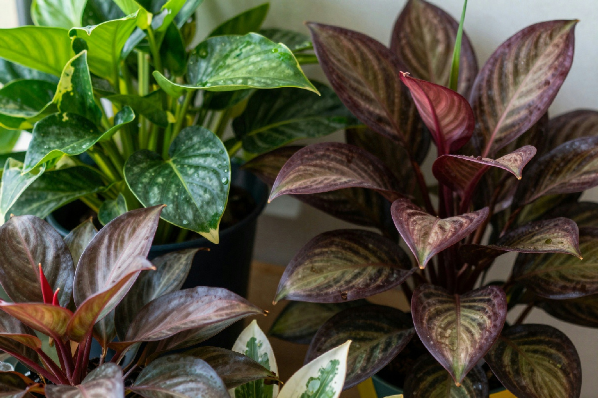 Come valorizzare gli angoli ombreggiati della casa con piante adatte per spazi senza sole