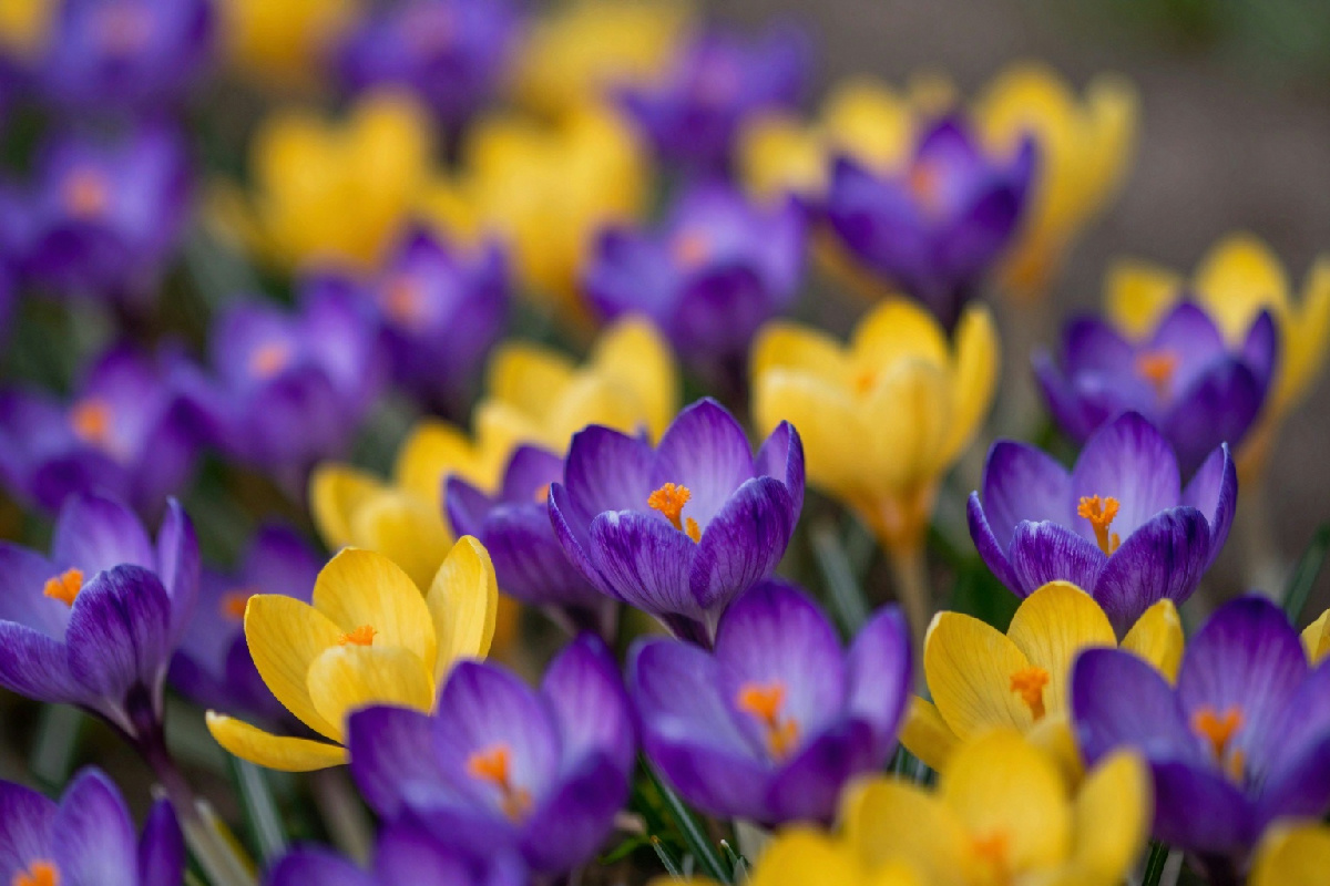 Crocus chrysanthus 'Advance': una varietà di croco per arricchire il tuo giardino con colore