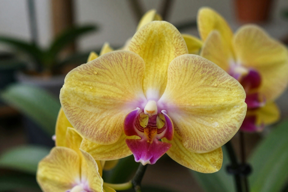 Orchidee Dendrobium: tecniche efficaci per ottenere una fioritura in casa
