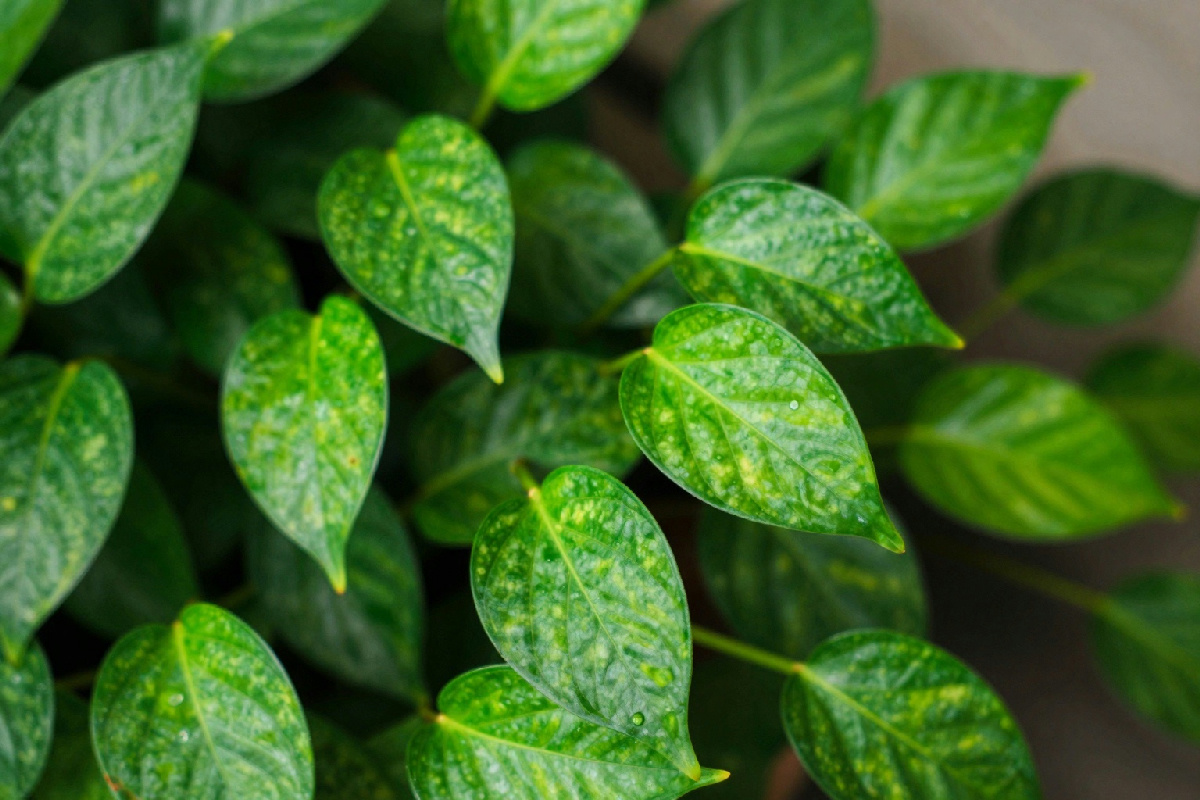 Perché le foglie del Pothos diventano piccole e perdono le venature nel tempo?