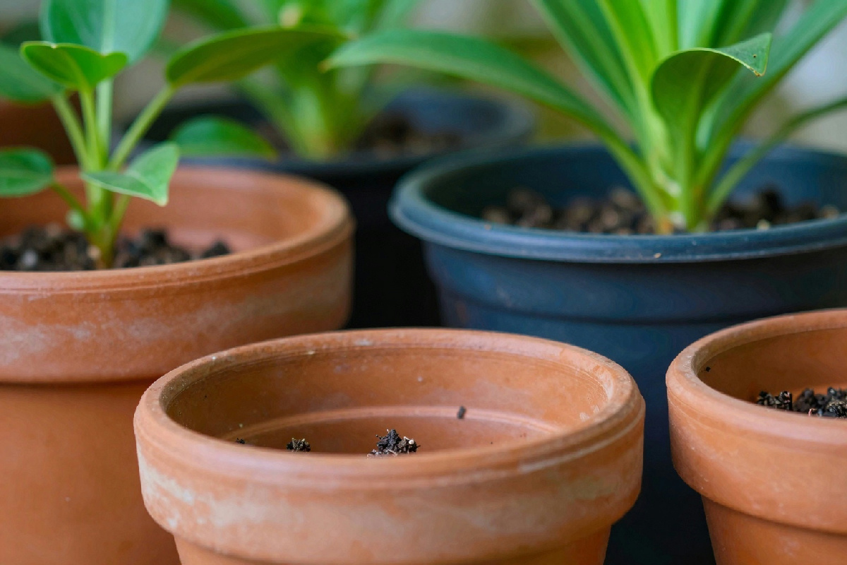 Vasi di terracotta o plastica: come la scelta del contenitore influisce sulla crescita delle radici